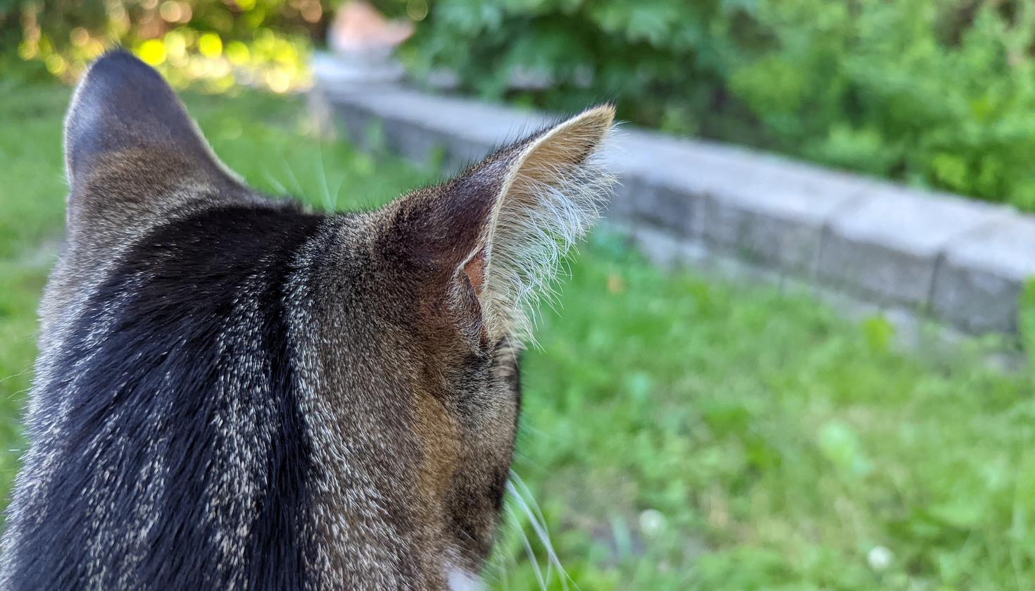 Chat regardant le jardin