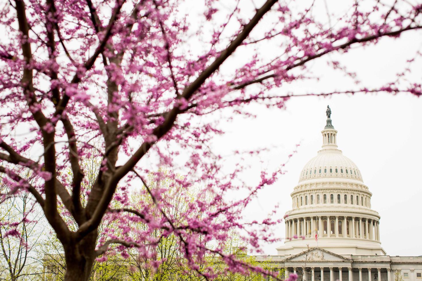 Cherry blossoms blooming on a tree