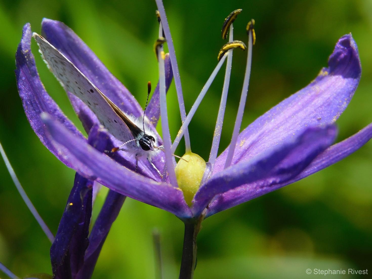 un papillon sur une fleur