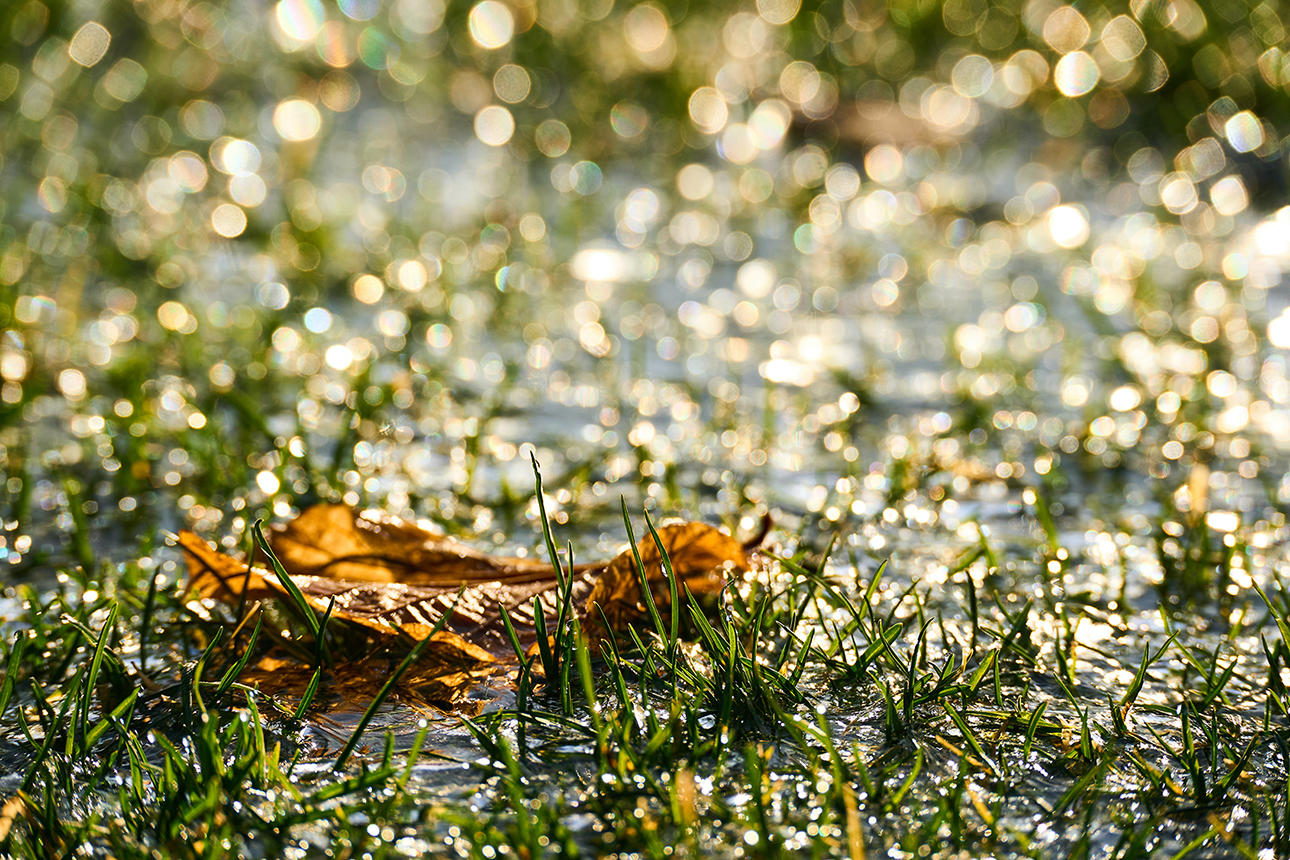 Leaf on the grass