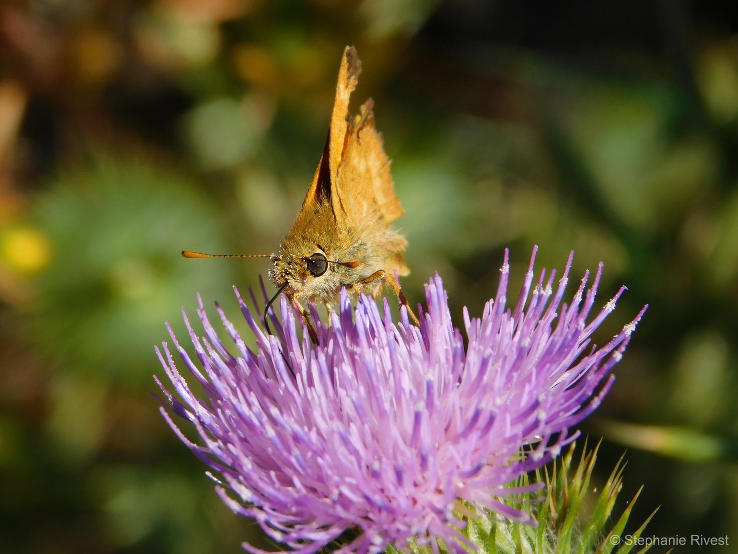 un papillon sur une fleur