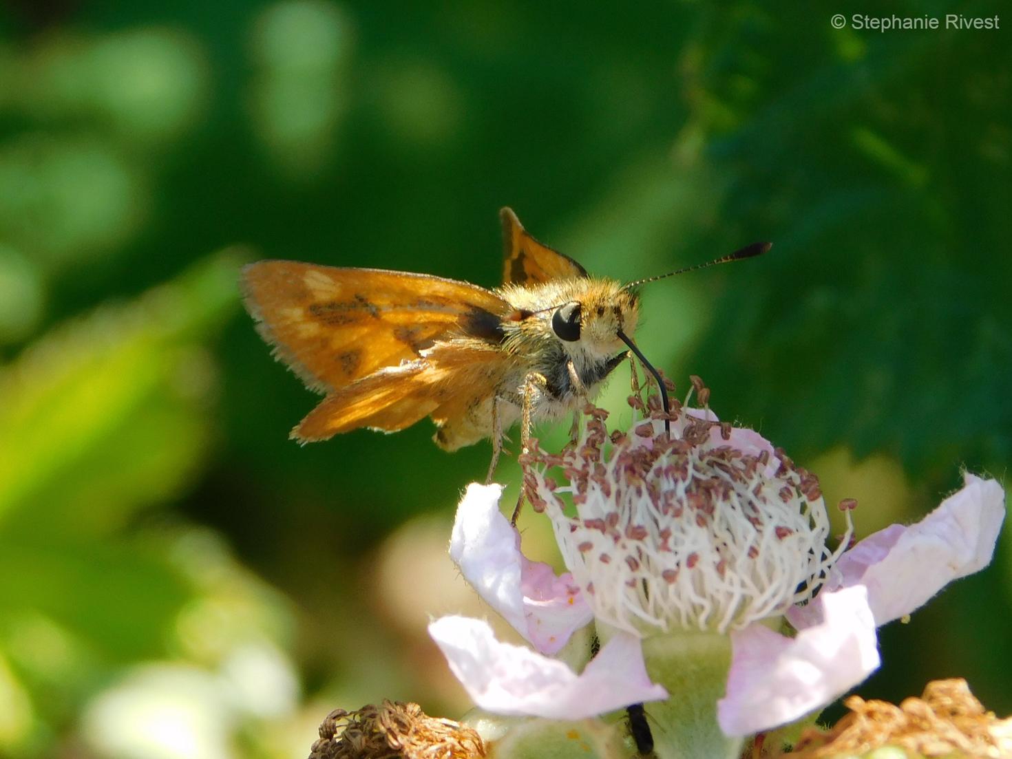 Un papillon sur une fleur