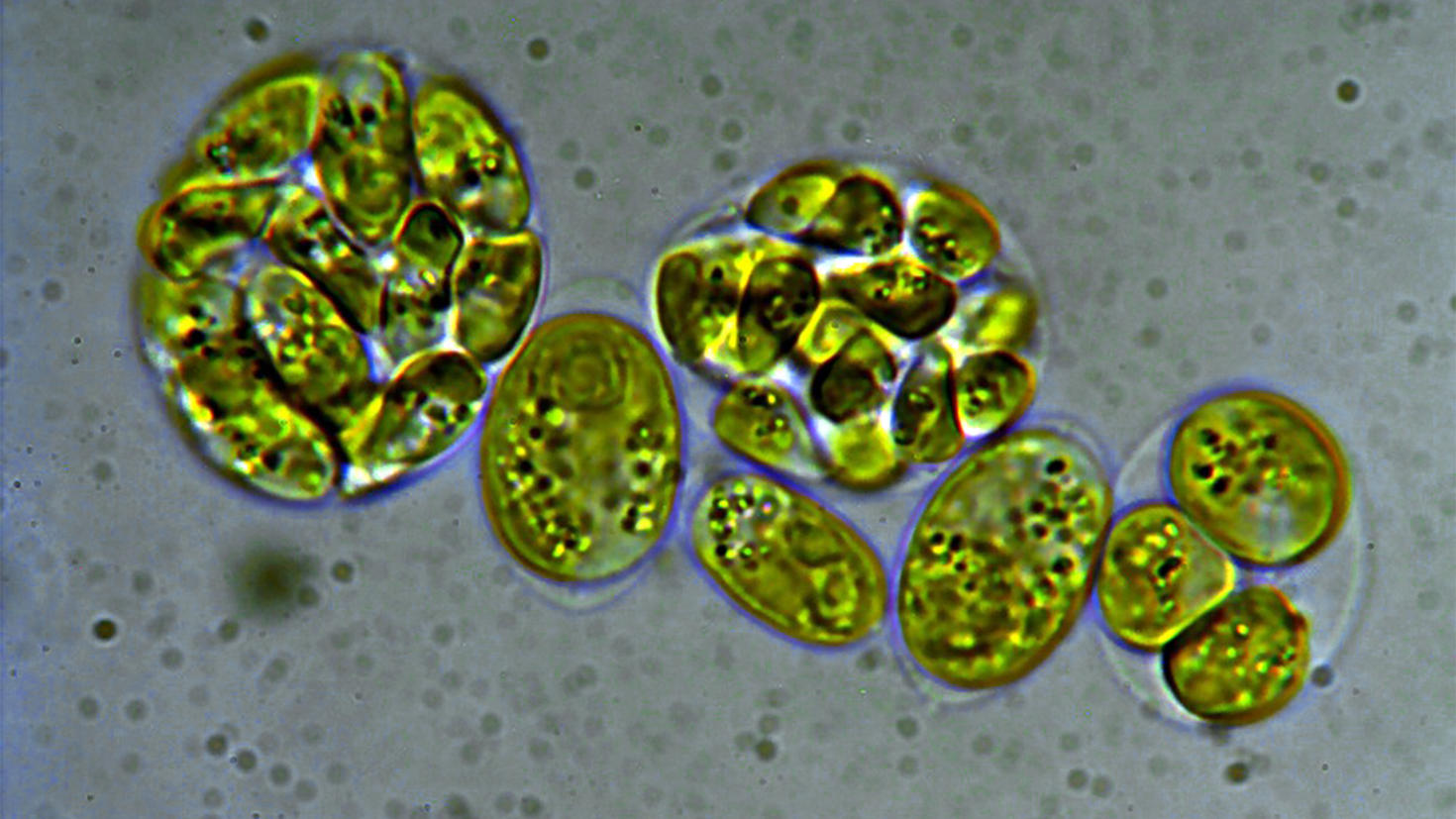 Une algue polaire vue au microscope