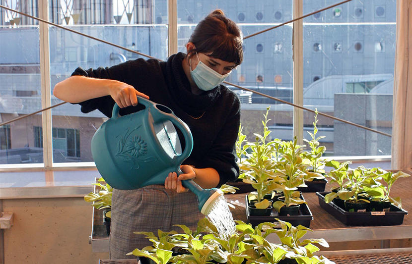 Josephine Payment arrose les plantes dans une serre