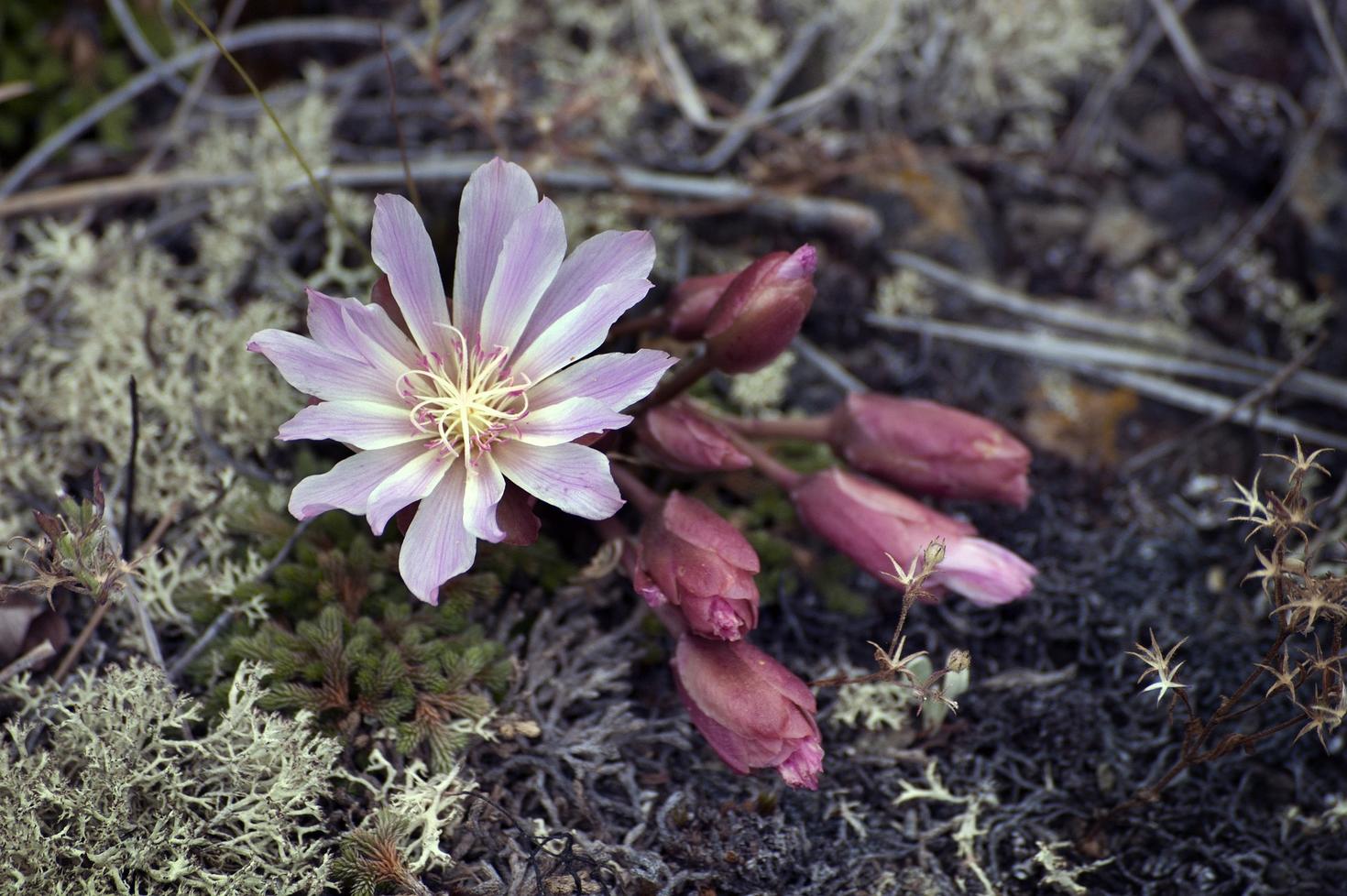 focus sur une fleur dans la forêt