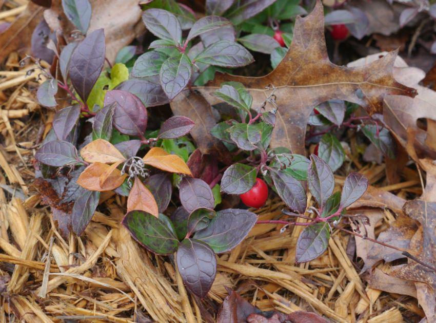  Wintergreen Gaultheria procumbens