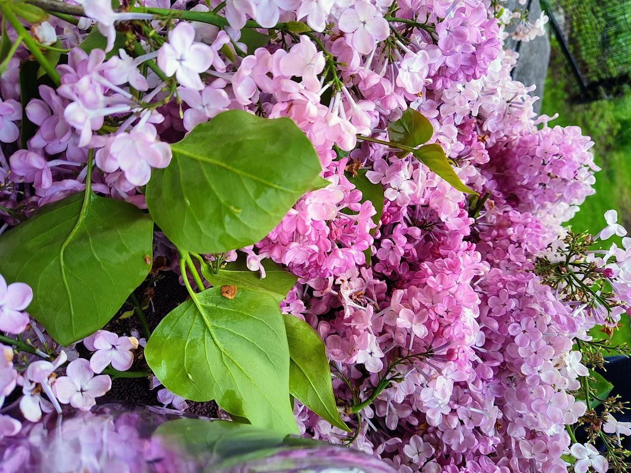 jar of lilac peddles