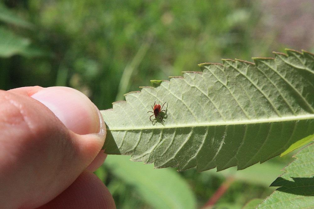 Tique à pattes noires sur une feuille de plante tenue par le doigt