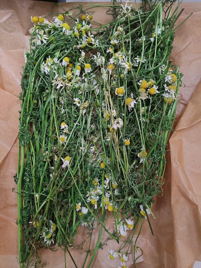 German chamomile