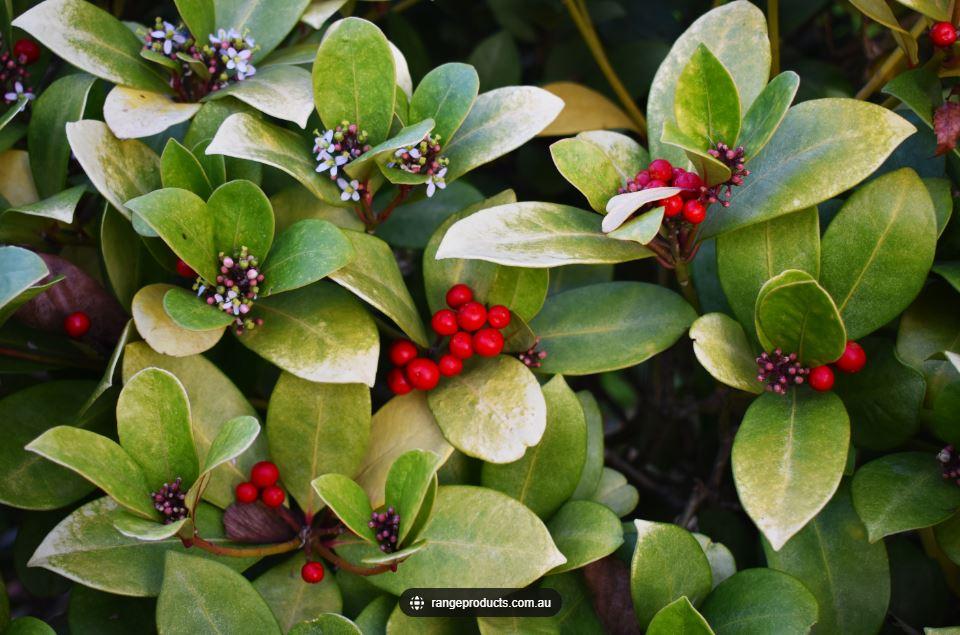 wintergreen branch