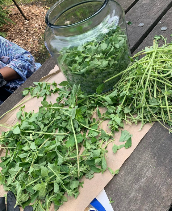 fresh oregano in a jar