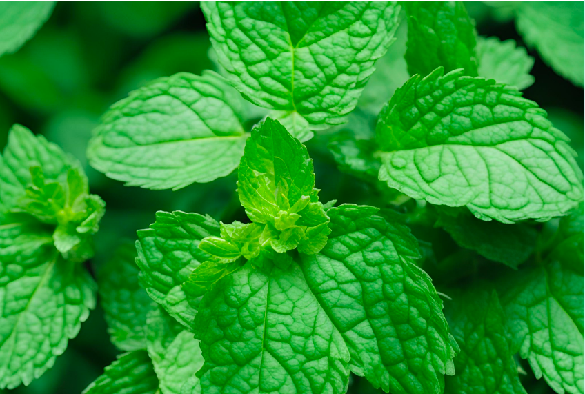 photo de menthe poivrée et menthe verte