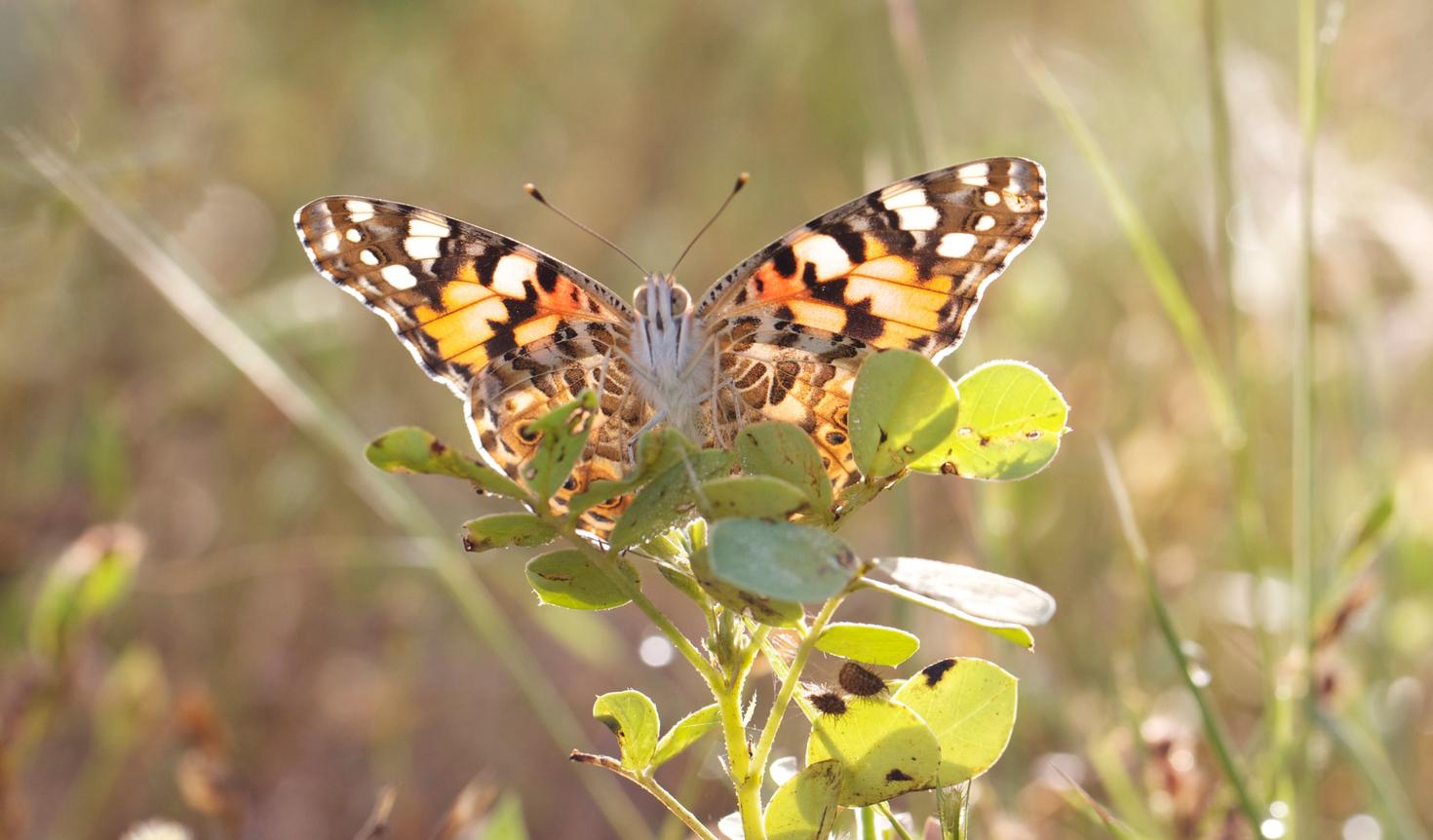 Vanessa cardui bathed in sunlight – photo credit: Roger Vila