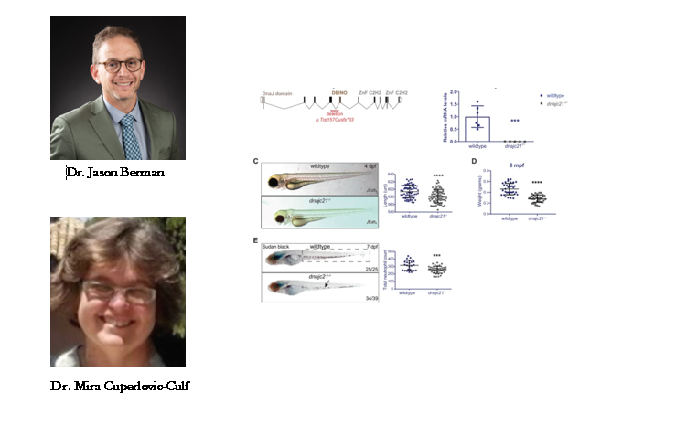 image sur recherche du Dr Berman et Dr Cuperlovic-Culf