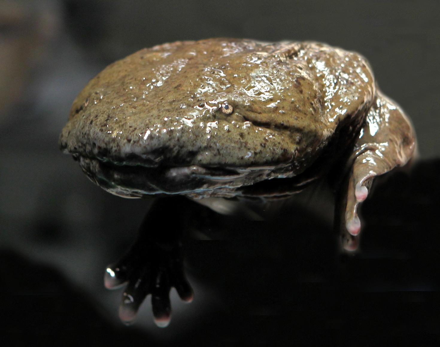 La ménopome - Cryptobranchus alleganiensis- Photo: Christian Sperka, Nashville Zoo