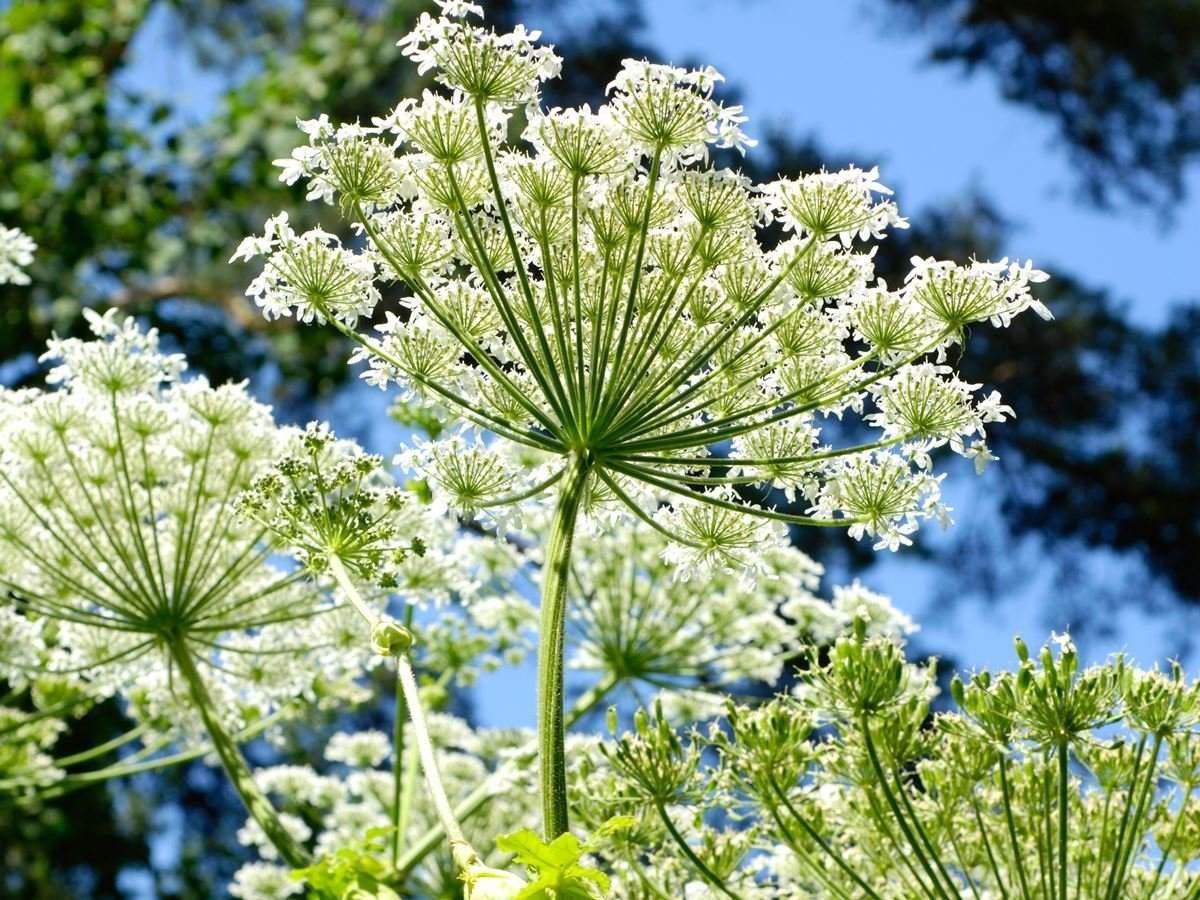 Angelica Root (Angelica archangelica)