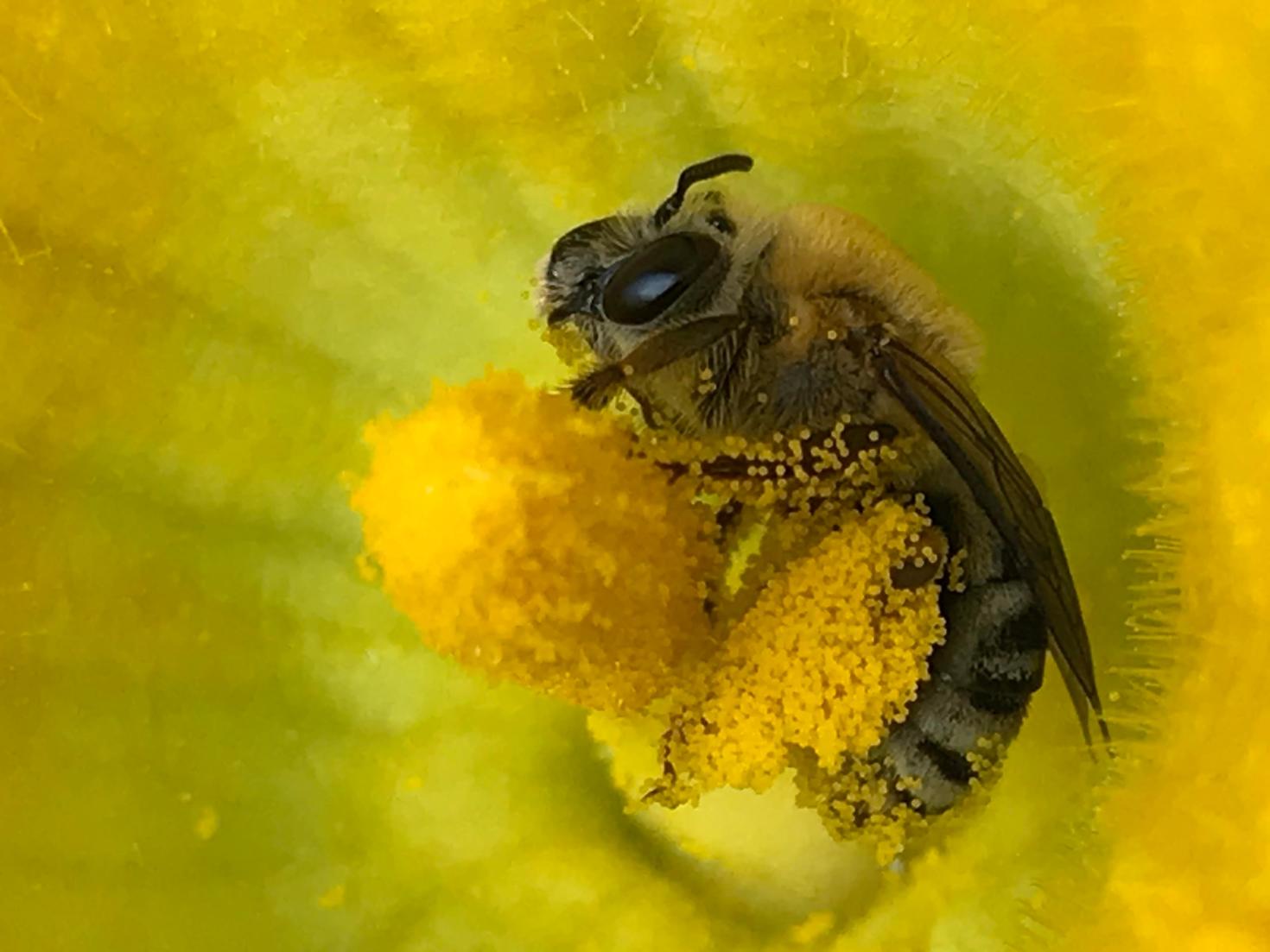 Une abeille pruinée femelle cherchant de la nourriture dans une fleur de courge.