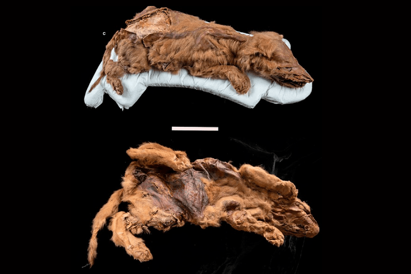Un louveteau momifié