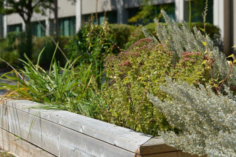 Aperçu du jardin autochtone 