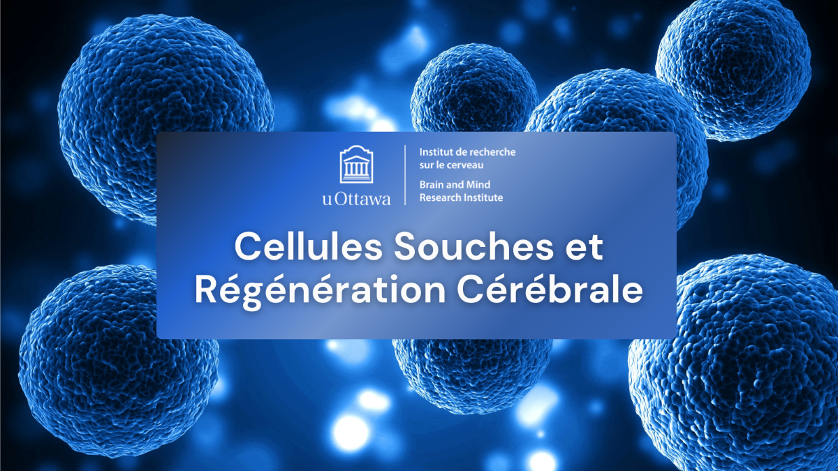 Le texte indique « Cellules souches et régénération du cerveau » avec le logo uobmri et une image de cellules en arrière-plan.