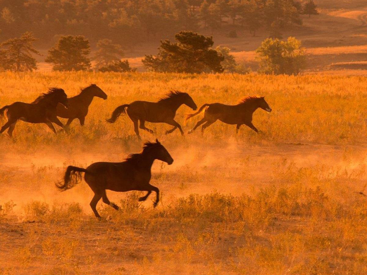 Chevaux sauvages courant librement au Black Hills Wild Horse Sanctuary au Dakota du Sud (États-Unis)