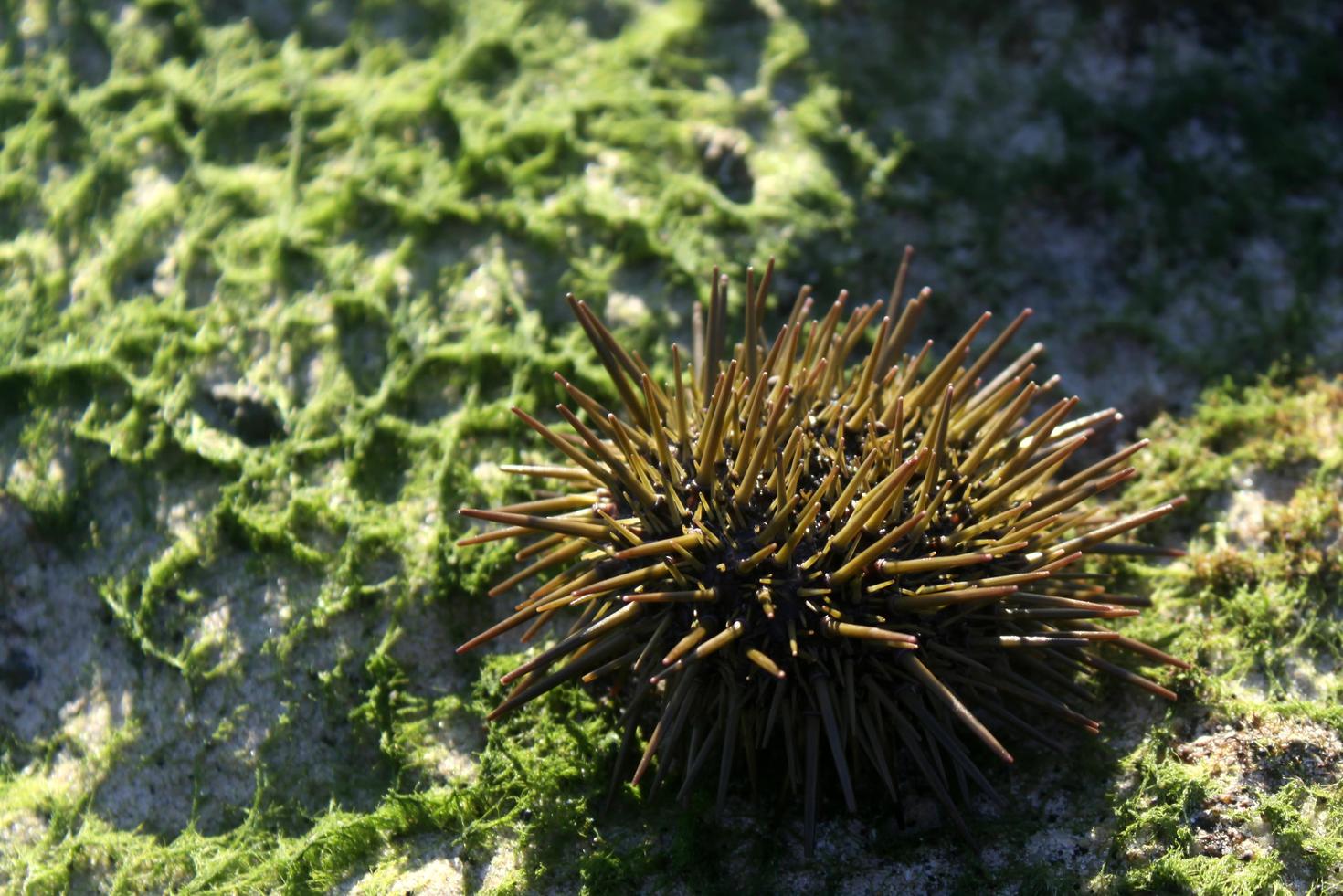 Sea Urchin