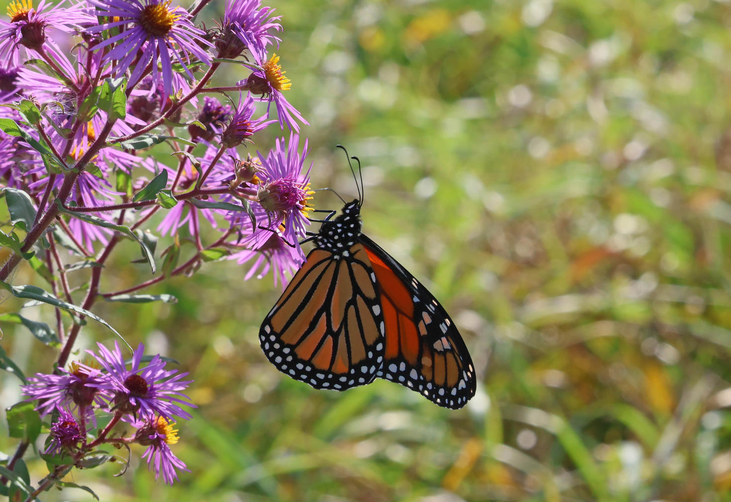 Un monarque sur un aster de Nouvelle-Angleterre. Photo : Valérie Chartrand.