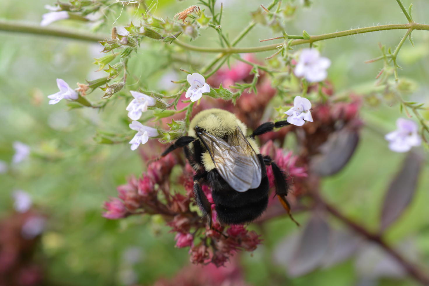 Une reine bourdon (Bombus impatiens) en quête de nourriture pour accumuler des réserves d’énergie en vue de sa diapause hivernale. Photo : Lucas Borg-Darveau
