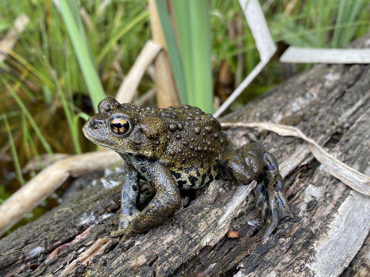 Crapaud de l'Ouest