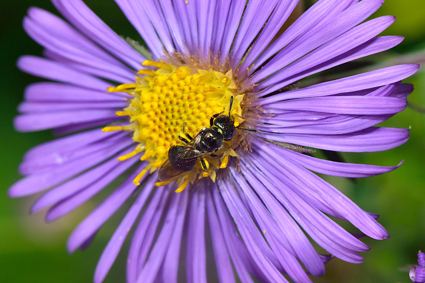 Petite abeille charpentière (Ceratina) – Photo : Gil Miranda