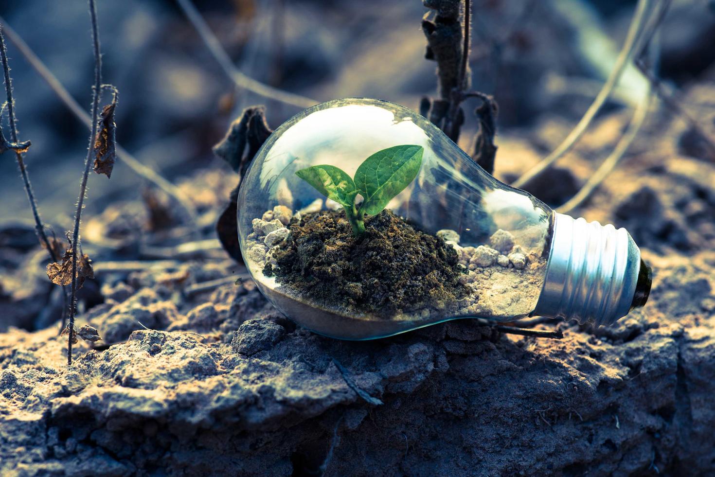 A clear light bulb on a grey rock
