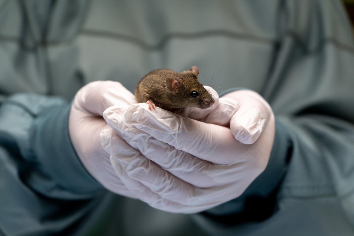 close up on a person holding a mouse in her hands