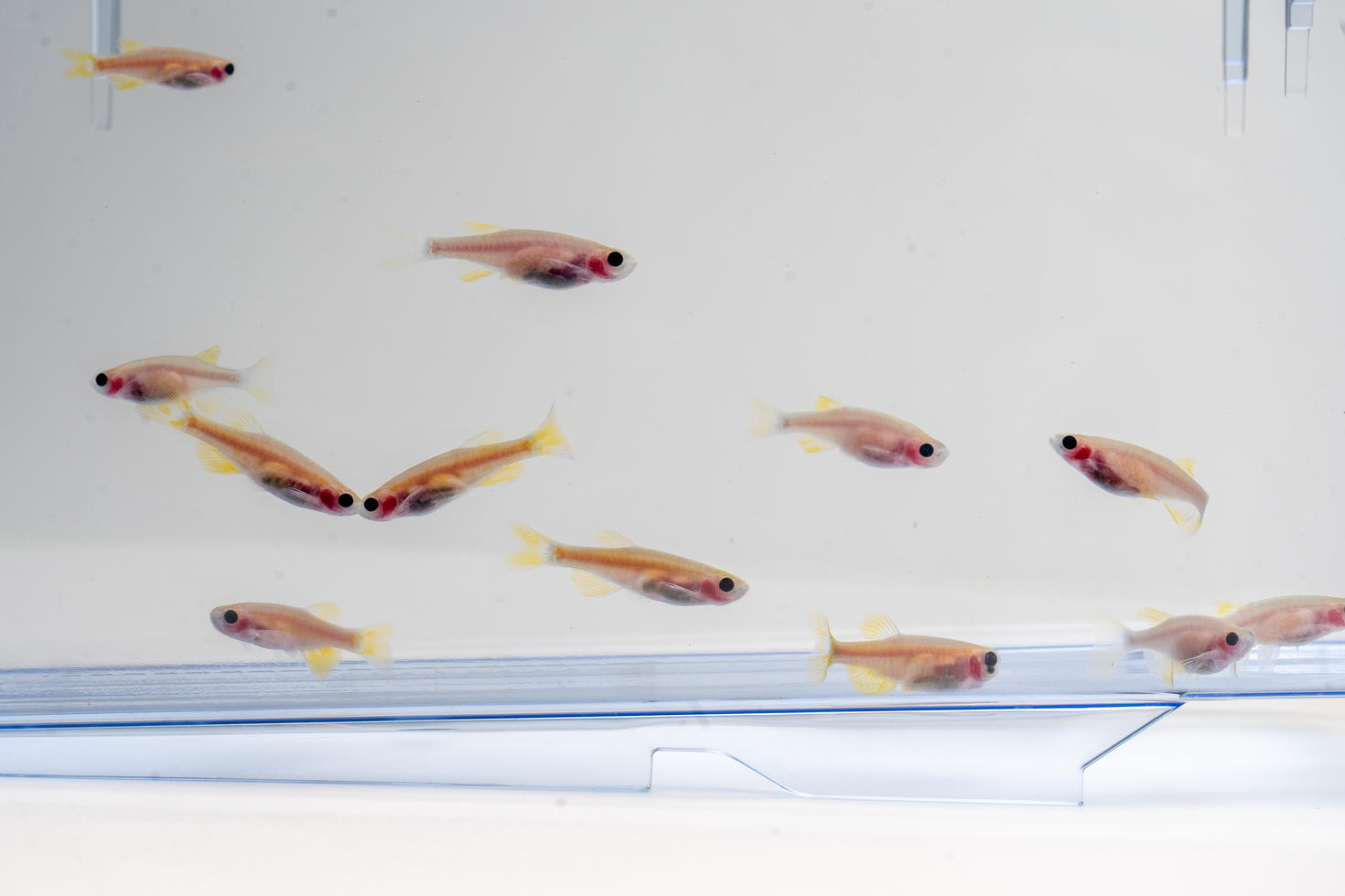 fishes in an aquarium