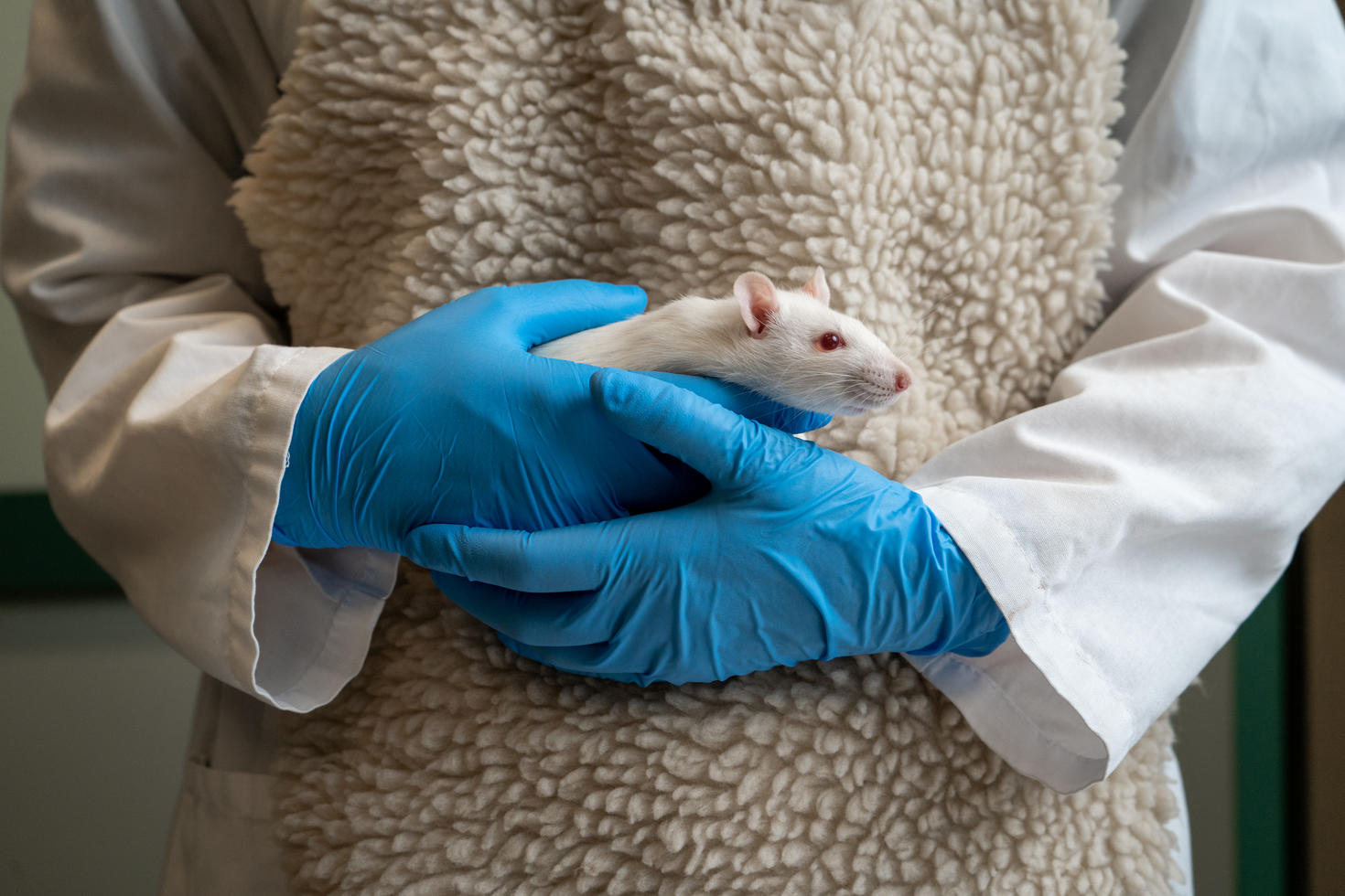 Hands holding a mouse