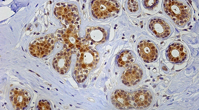 Brightfield microscope image