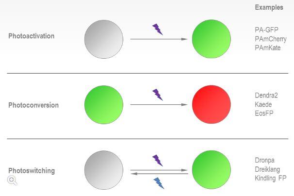 Photo-activation/Photo-conversion scheme