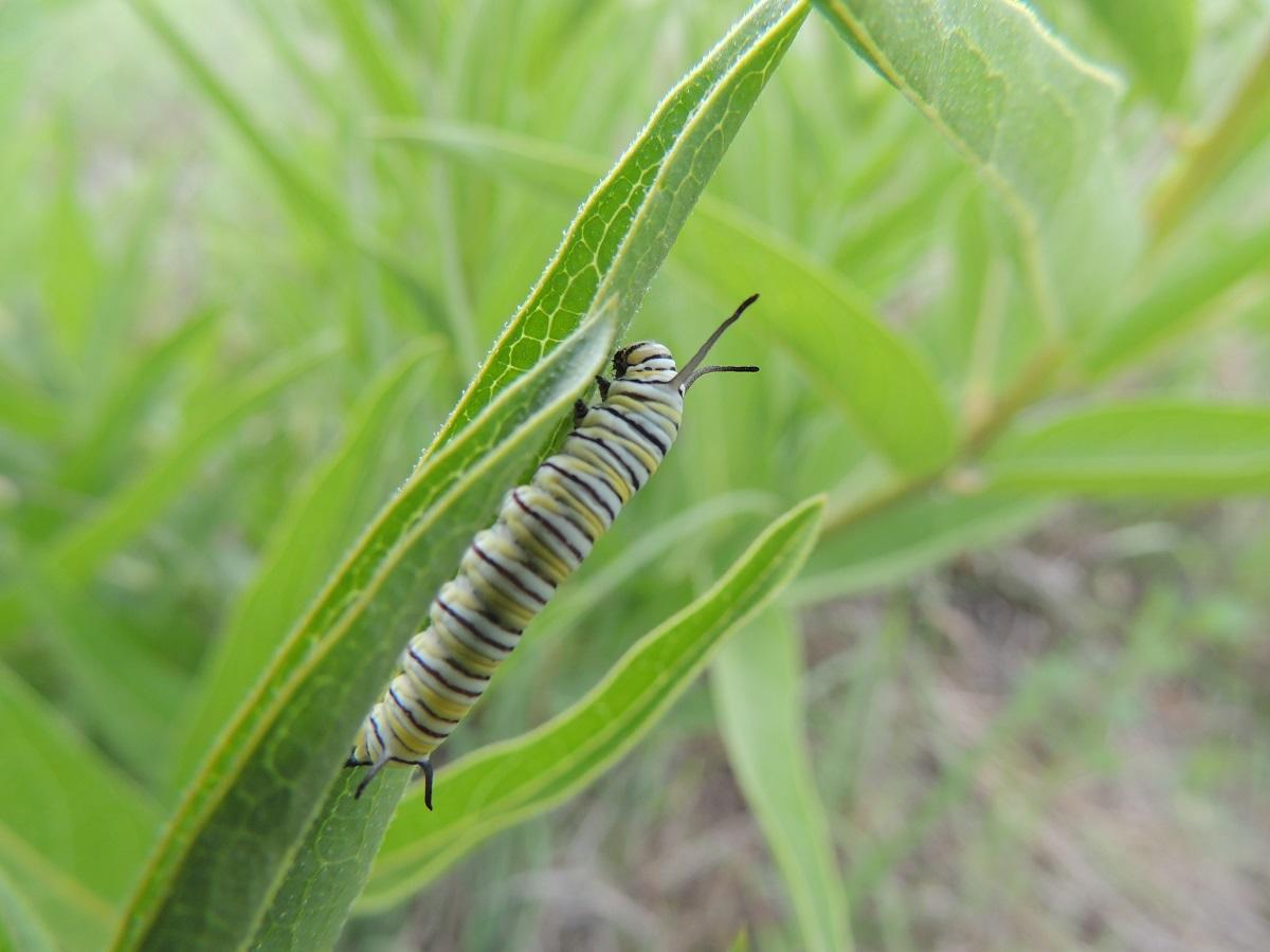 Monarch catepillar