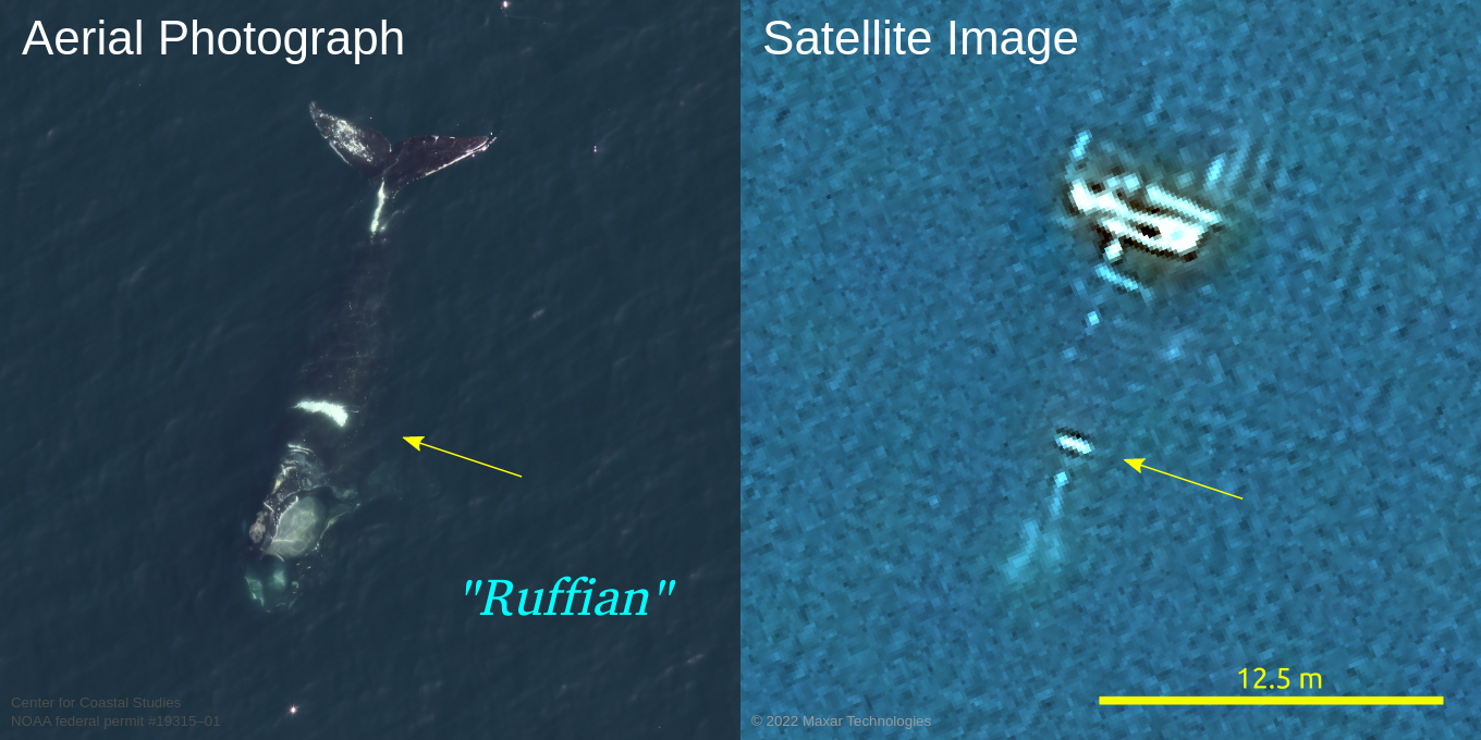 Images of whale comparing aerial photograph to satelite image