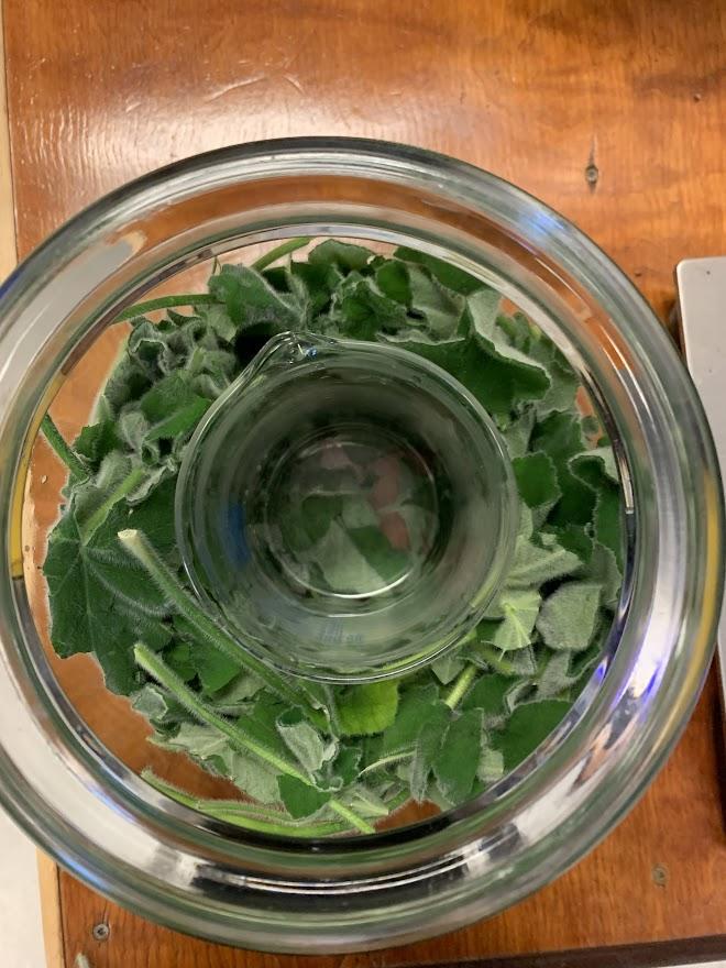 Peppermint leaves in a glass jar