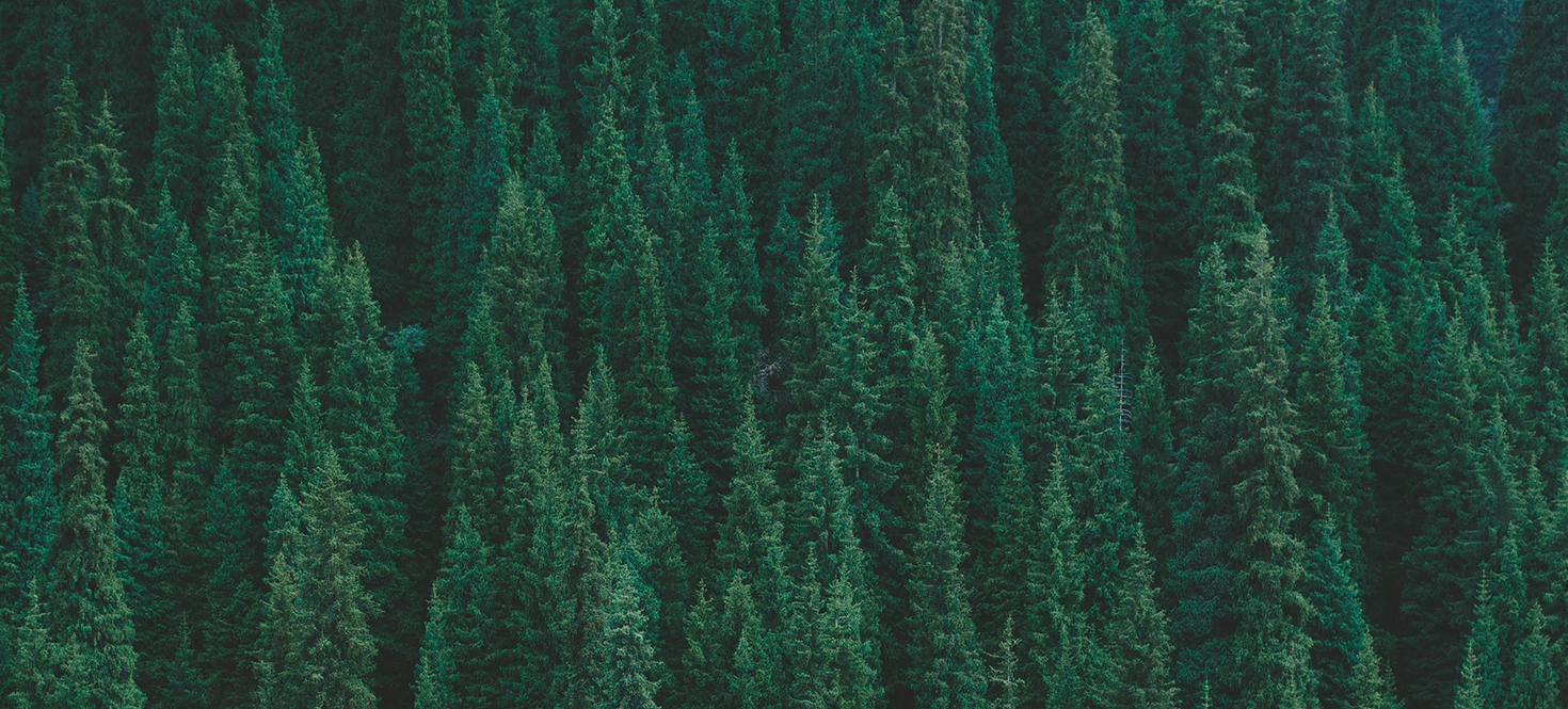 forest of evergreens