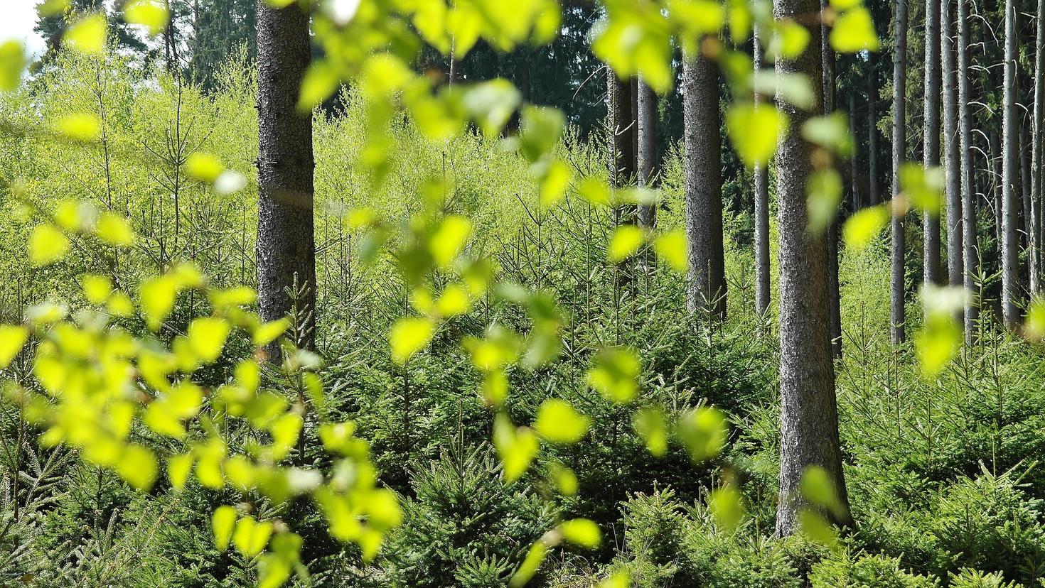 Forest trees
