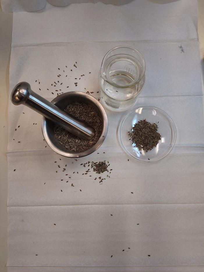 dill seed in mortar and pestle, dill seed on watchglass, dill seed hydrosol in beaker. top down view.