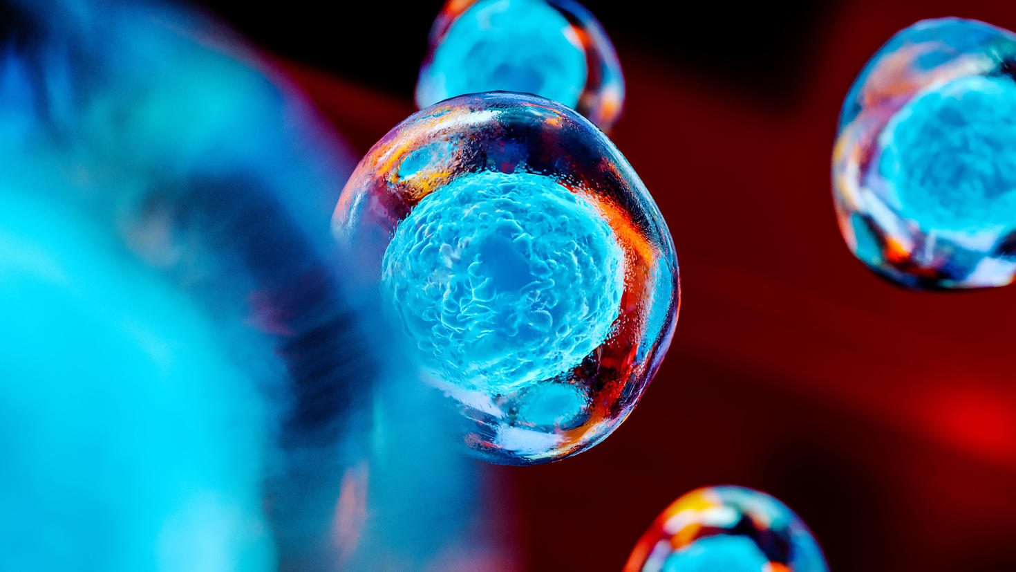 Stem cells