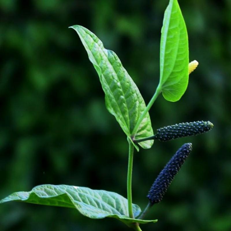 Three large, oval green leaves with a long black fruit jutting out from the stem. 