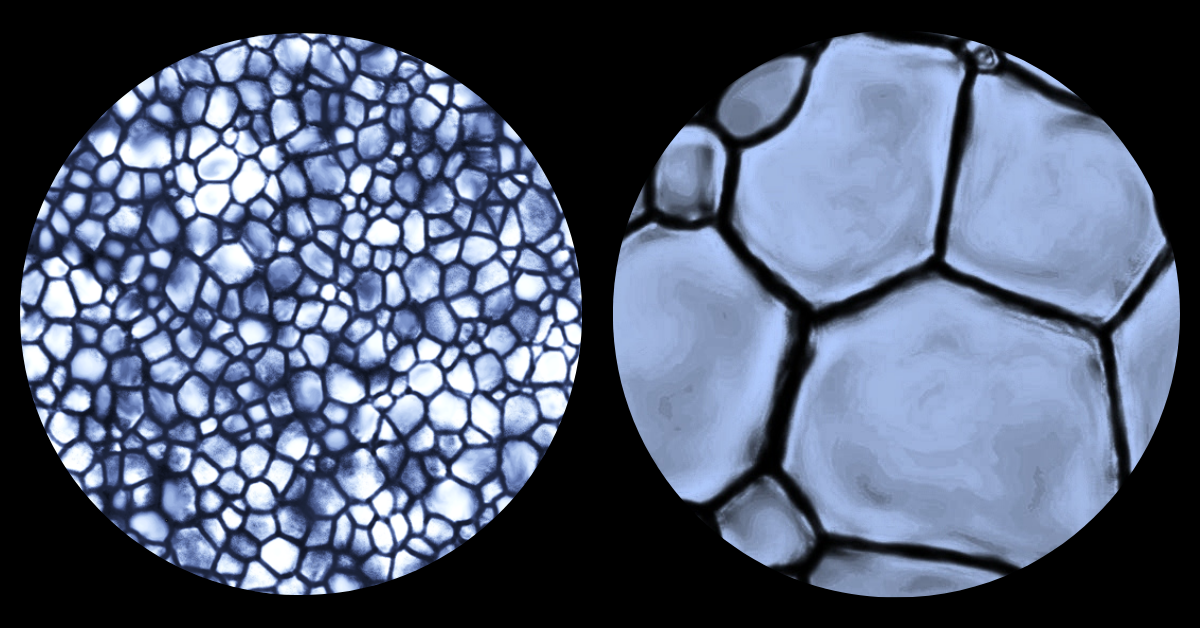 Ice crystals as seen through a microscope; small ice crystals on the left, and larger ice crystals on the right.