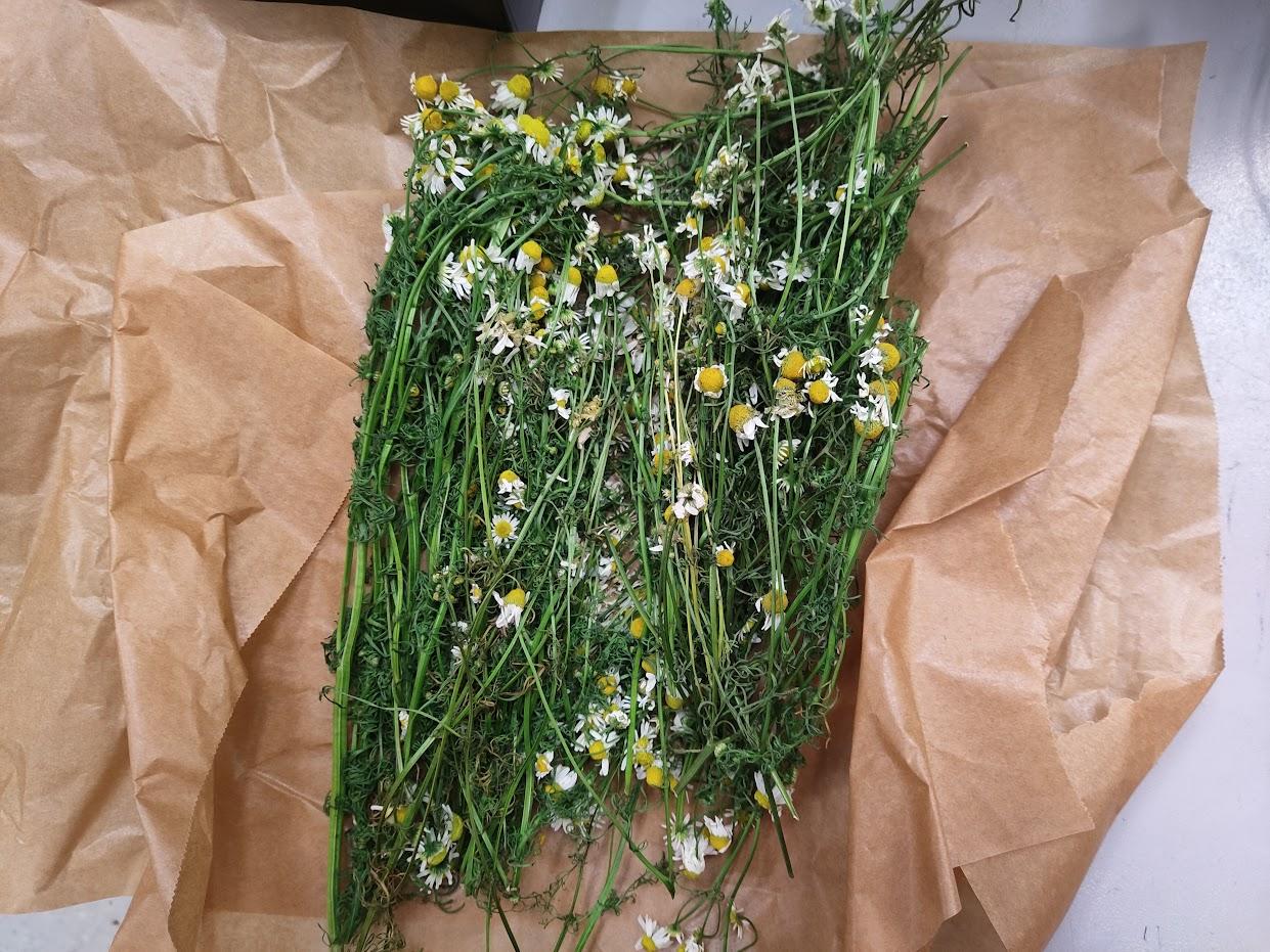 chamomile