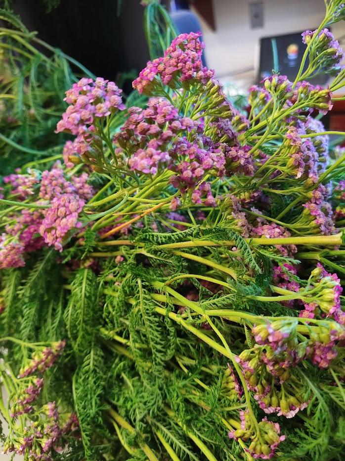 yarrow