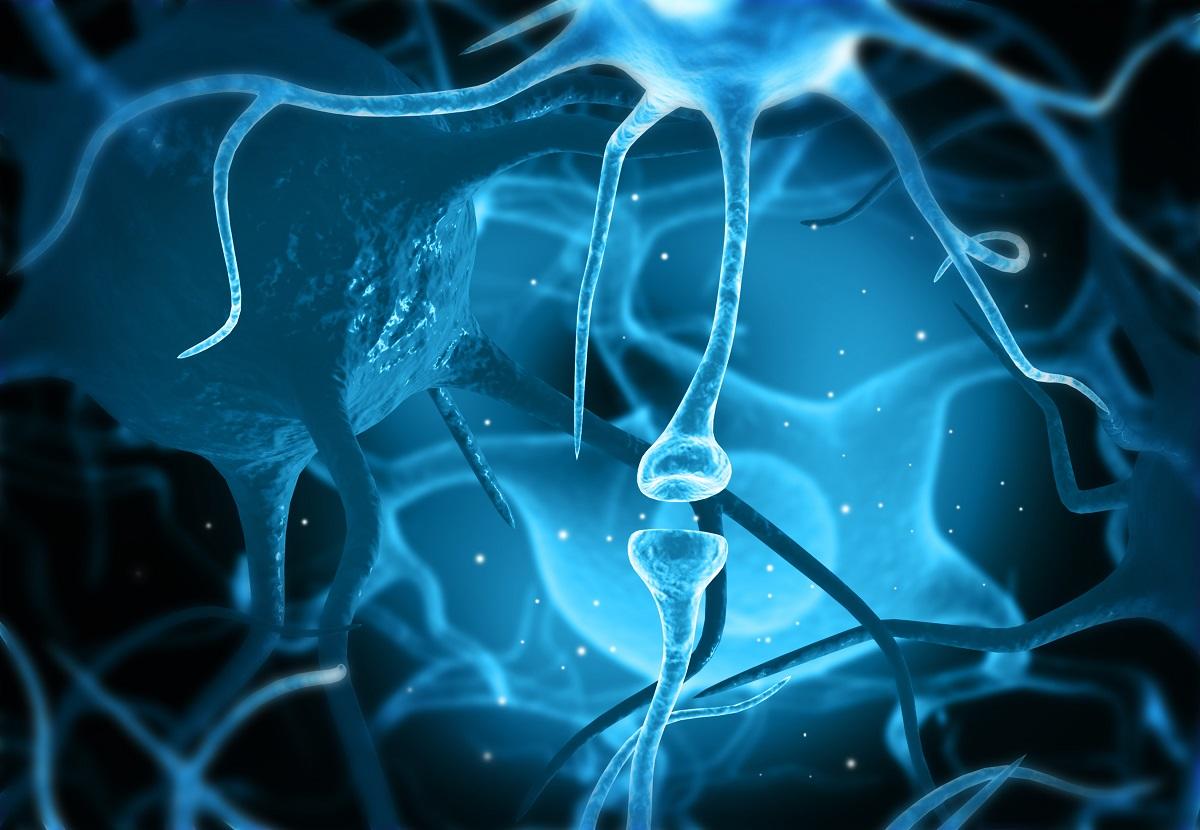 Neurons in the brain