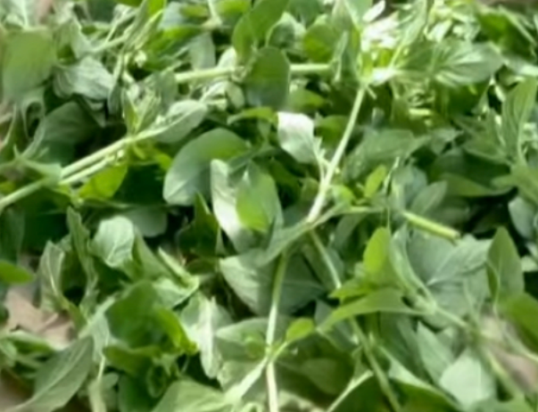 Analysis of Oregano Hydrosols Using Gas Chromatography-Mass Spectrometry Method and Microwave Distillation for Extraction