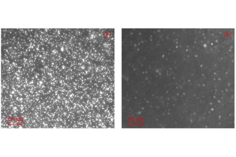 Captured E. Coli O157:H7 cells